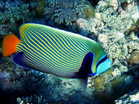 Photo for Underwater scene into the Red sea with Emperor Angelfish - Pomacanthus imperator - Royalty Free Image
