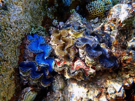 Téléchargez les photos : Photographie sous-marine dans la mer Rouge de Tridacna Maxima Clam - en image libre de droit