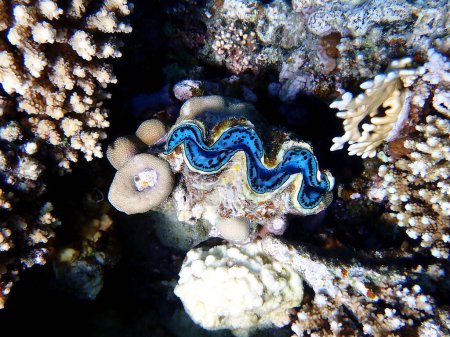 Téléchargez les photos : Photographie sous-marine dans la mer Rouge de Tridacna Maxima Clam - en image libre de droit