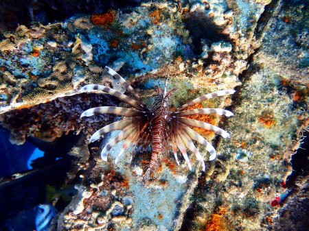 Photo for Common Lionfish - (Pterois miles), the most frequently spotted into the Red sea - Royalty Free Image