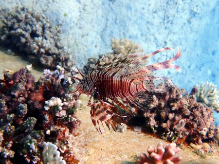 Photo for Common Lionfish - (Pterois miles), the most frequently spotted into the Red sea - Royalty Free Image