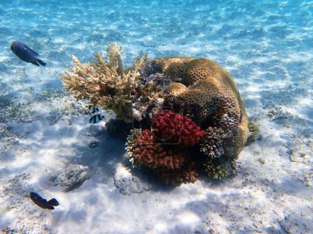Téléchargez les photos : Rêve sous-marin récif corallien paysage marin dans la mer Rouge - en image libre de droit
