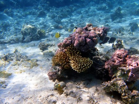 Téléchargez les photos : Rêve sous-marin récif corallien paysage marin dans la mer Rouge - en image libre de droit