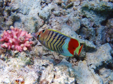 Téléchargez les photos : Le poisson-papillon érythréen de la mer Rouge - (Chaetodon paucifasciatus) - en image libre de droit