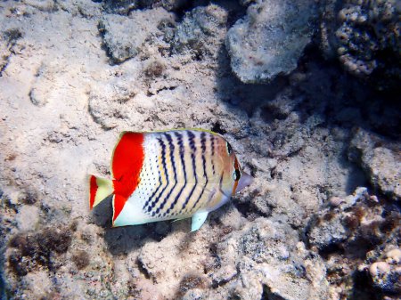 Photo for The Red Sea Eritrean Butterflyfish - (Chaetodon paucifasciatus) - Royalty Free Image