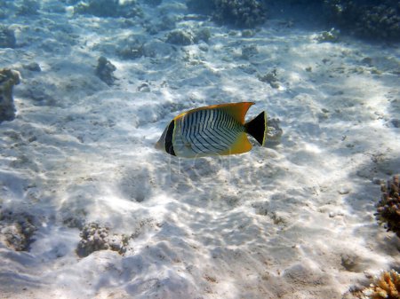 Photo for The chevron butterflyfish -(Chaetodon trifascialis) - Royalty Free Image