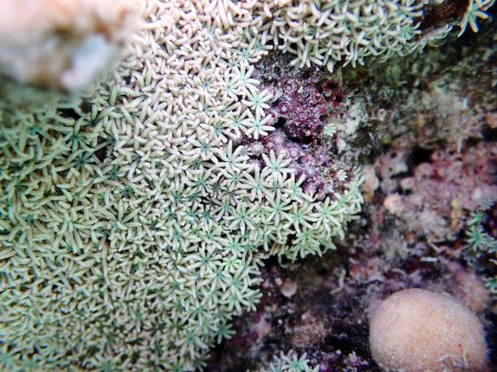 Photo for Organ pipe coral - (Tubipora musica) - Royalty Free Image