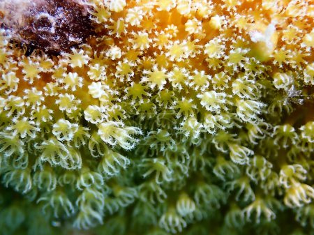 Photo for Organ pipe coral - (Tubipora musica) - Royalty Free Image