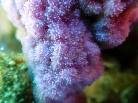Foto de Escena submarina de Pocillopora damicornis SPS coral - Imagen libre de derechos