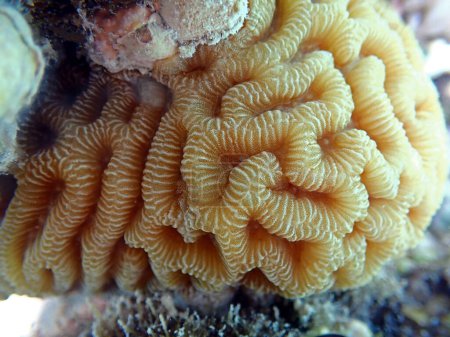 Foto de Increíble forma cerebral LPS coral - Platygyra spp. - Imagen libre de derechos