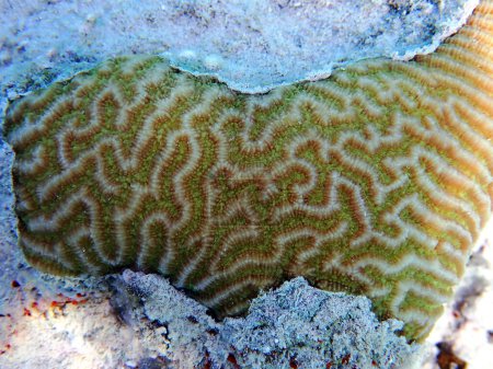 Foto de Increíble forma cerebral LPS coral - Platygyra spp. - Imagen libre de derechos