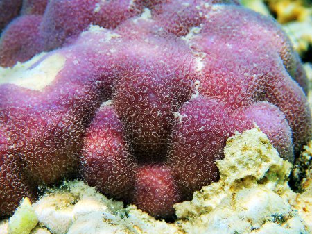 Foto de Stylophora es un género de corales pedregosos de la familia Pocilloporidae. - Imagen libre de derechos