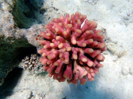 Foto de Stylophora es un género de corales pedregosos de la familia Pocilloporidae. - Imagen libre de derechos