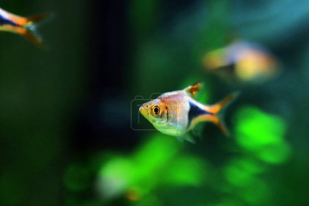 Téléchargez les photos : Arlequin rasbora poisson d'eau douce - (Trigonostigma heteromorpha) - en image libre de droit