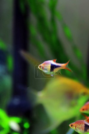Photo for Harlequin rasbora freshwater fish - (Trigonostigma heteromorpha) - Royalty Free Image
