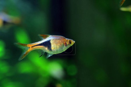 Téléchargez les photos : Arlequin rasbora poisson d'eau douce - (Trigonostigma heteromorpha) - en image libre de droit