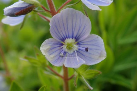 Photo for Veronica chamaedrys - Germander speedwell - Royalty Free Image