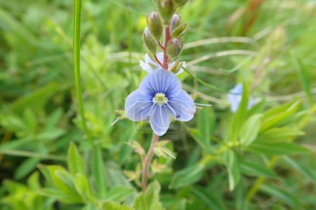 Photo for Veronica chamaedrys - Germander speedwell - Royalty Free Image