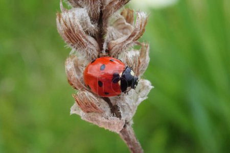 Téléchargez les photos : Seven-spotted ladybug - Coccinella septempunctata - en image libre de droit