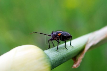 Téléchargez les photos : Deraeocoris is a genus of plant bugs in the family Miridae - en image libre de droit