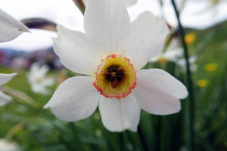 Photo for Pheasant's eye white wild flower - Ctenochaetus tominiensis - Royalty Free Image