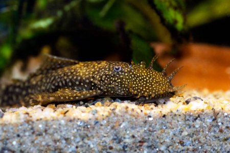 Téléchargez les photos : Bushymouth catfish - Ancistrus dolichopterus - en image libre de droit