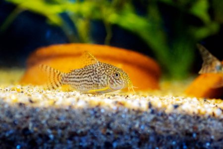 Photo for Corydoras haraldschultzi is a tropical freshwater fish belonging to the Corydoradinae. - Royalty Free Image