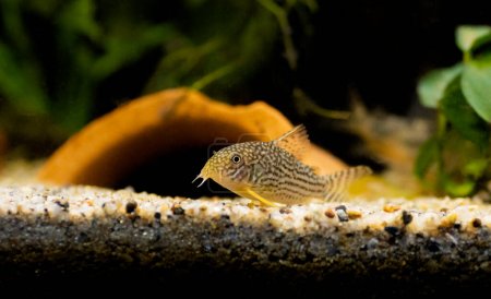 Corydoras haraldschultzi est un poisson d'eau douce tropical appartenant aux Corydoradinae..