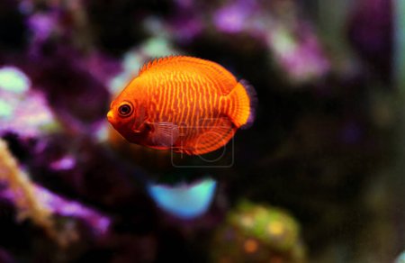 Téléchargez les photos : Golden angelfish - (Centropyge aurantia - en image libre de droit