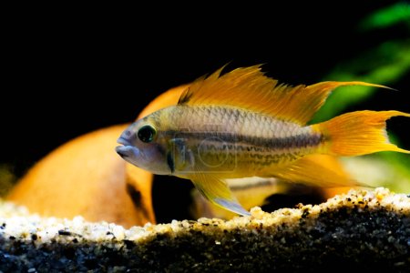 Photo for Cockatoo dwarf cichlid fish - Apistogramma cacatuoides - Royalty Free Image