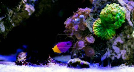 Photo for The royal dottyback - (Pictichromis paccagnellorum) - Royalty Free Image