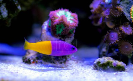 Photo for The royal dottyback - (Pictichromis paccagnellorum) - Royalty Free Image