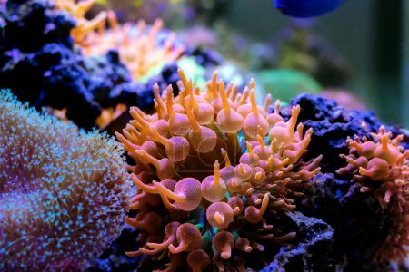 Foto de Rose Bubble-tip anemone - (Entacmaea quadricolor) - Imagen libre de derechos
