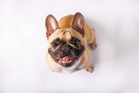 Photo for Cute French bulldog photo-shooting in studio - Royalty Free Image