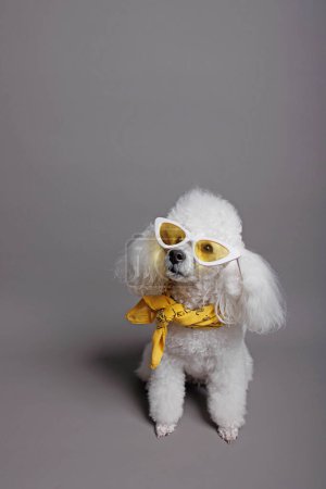 Photo for Portrait of a white poodle. Isolated on gray background - Royalty Free Image