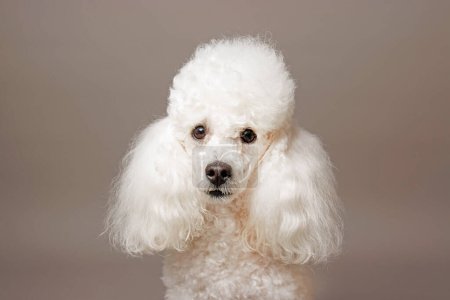 Photo for Portrait of a white poodle. Isolated on gray background - Royalty Free Image