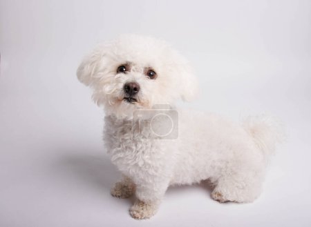 Téléchargez les photos : Bichon Frise chien sur fond blanc, plan studio. - en image libre de droit