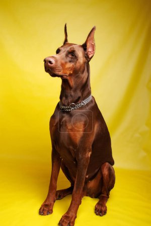 Brauner Dobermann-Hund beim Fotoshooting im Studio
