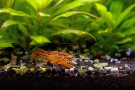 Photo for Orange crayfish in freshwater aquarium - Cambarellus patzcuarensis - Royalty Free Image