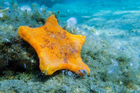 Photo for Underwater image of Placenta biscuit starfish - (Sphaerodiscus placenta) - Royalty Free Image