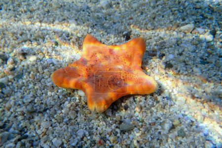 Photo for Underwater image of Placenta biscuit starfish - (Sphaerodiscus placenta) - Royalty Free Image