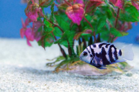 Photo for The convict cichlid fish - (Amatitlania nigrofasciata) - Royalty Free Image