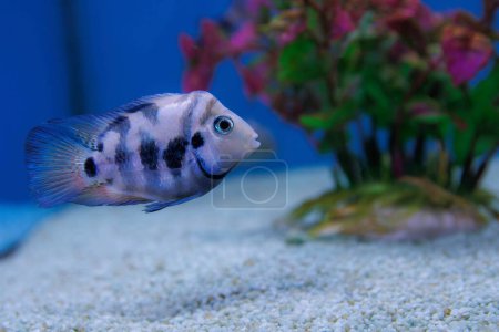 Photo for The convict cichlid fish - (Amatitlania nigrofasciata) - Royalty Free Image