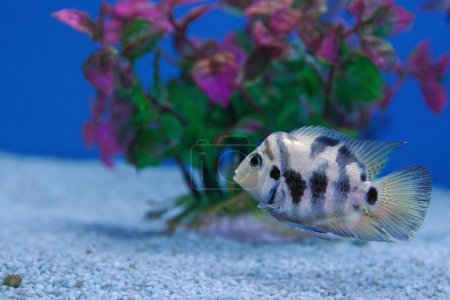 Foto de El pez cíclido convicto - (Amatitlania nigrofasciata) - Imagen libre de derechos