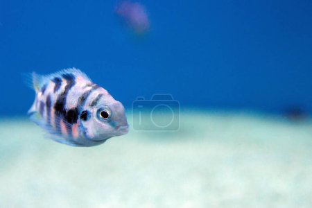 Foto de El pez cíclido convicto - (Amatitlania nigrofasciata) - Imagen libre de derechos