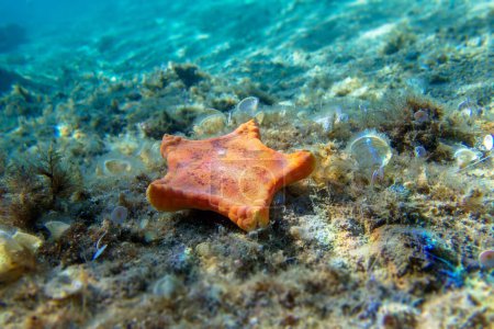 Photo for Placenta biscuit starfish, Underwater image into the Mediterranean Sea - (Sphaerodiscus placenta) - Royalty Free Image
