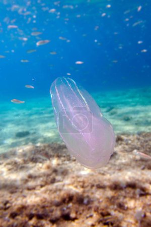 Foto de Mnemiopsis leidyi - las medusas de peine verrugoso o medusas de nuez de mar - Imagen libre de derechos