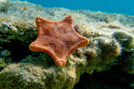 Photo for Placenta biscuit starfish, Underwater image into the Mediterranean Sea - (Sphaerodiscus placenta) - Royalty Free Image