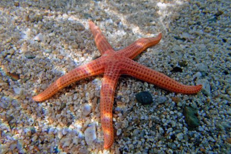Photo for Hacelia Orange seastar, underwater photo into the Mediterranean sea - (Hacelia attenuata) - Royalty Free Image
