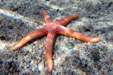 Photo for Hacelia Orange seastar, underwater photo into the Mediterranean sea - (Hacelia attenuata) - Royalty Free Image